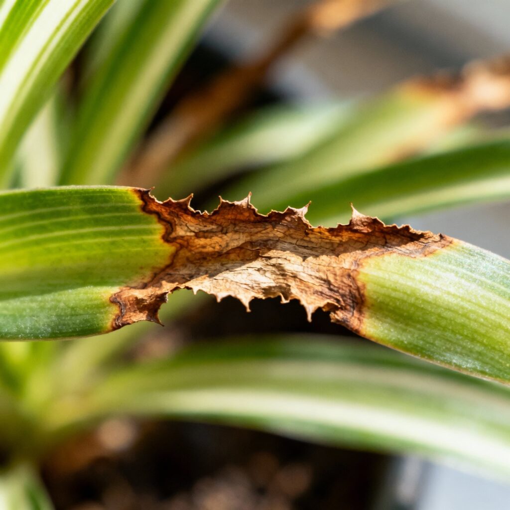 How to care for spider plant babies
